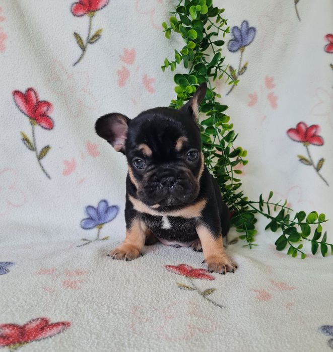 Excelente menino Bulldog/Bouledogue Francês de Qualidade