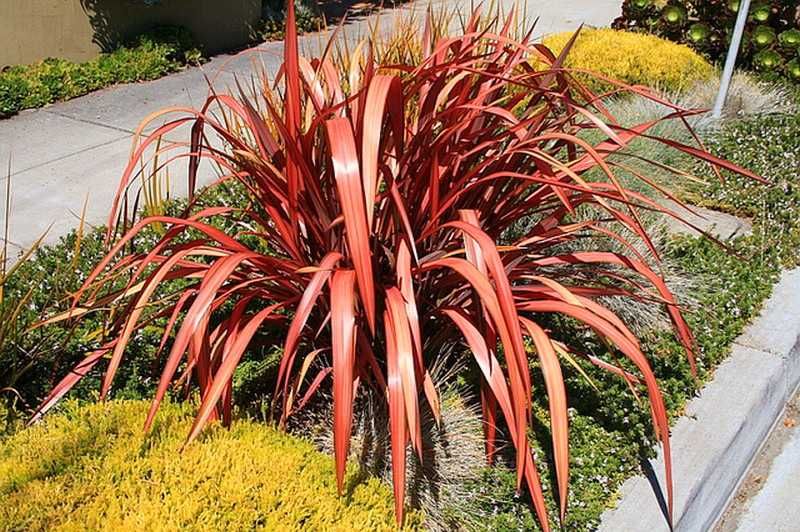 Len nowozelandzki "Evening Glow", intensywne barwy, sadzonka XXL!