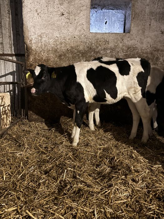 Jałówki (odsadki, cielaki)