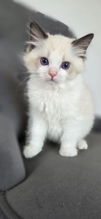 Kotek RAGDOLL kocurek seal  Bicolour