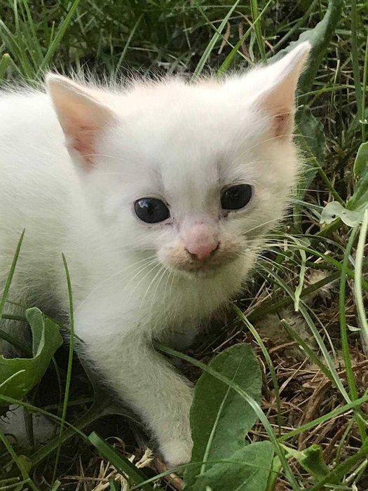 Котенята шукають родину