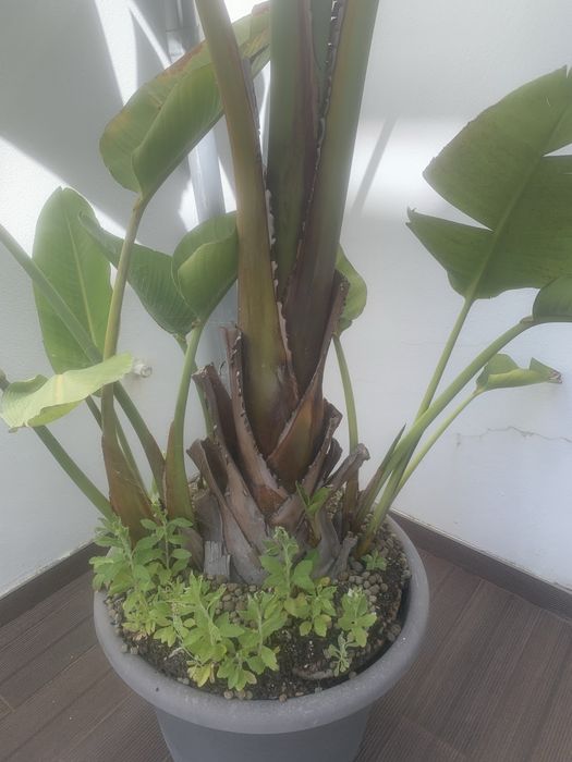 Estrelicia Nicolai (Gigante)