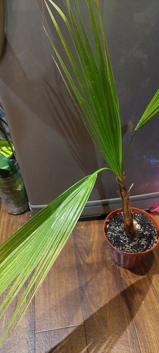 Спатифиллум Нью Ван,пальма веерная,диффенбахия тропик.