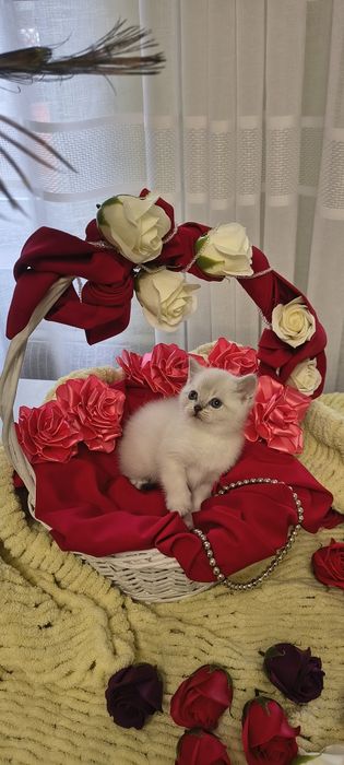 Продається котик шотландської породи