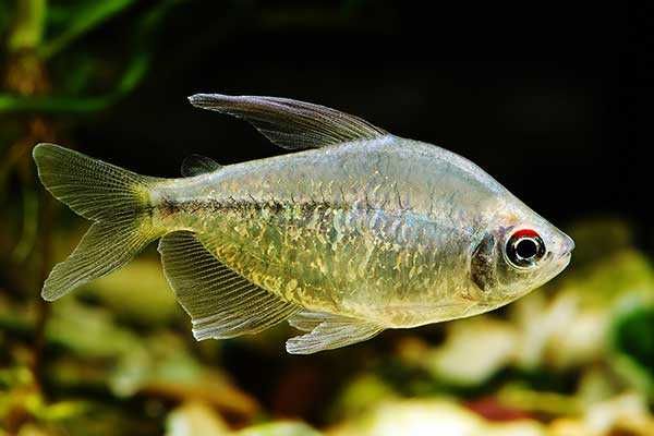 GB Bystrzyk, Błyszczyk Brylantowy - dowóz ryb!