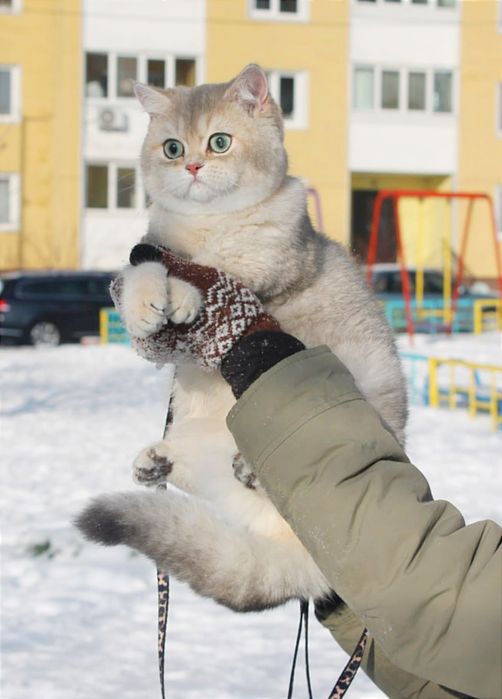 Красуня голубе золото британочка