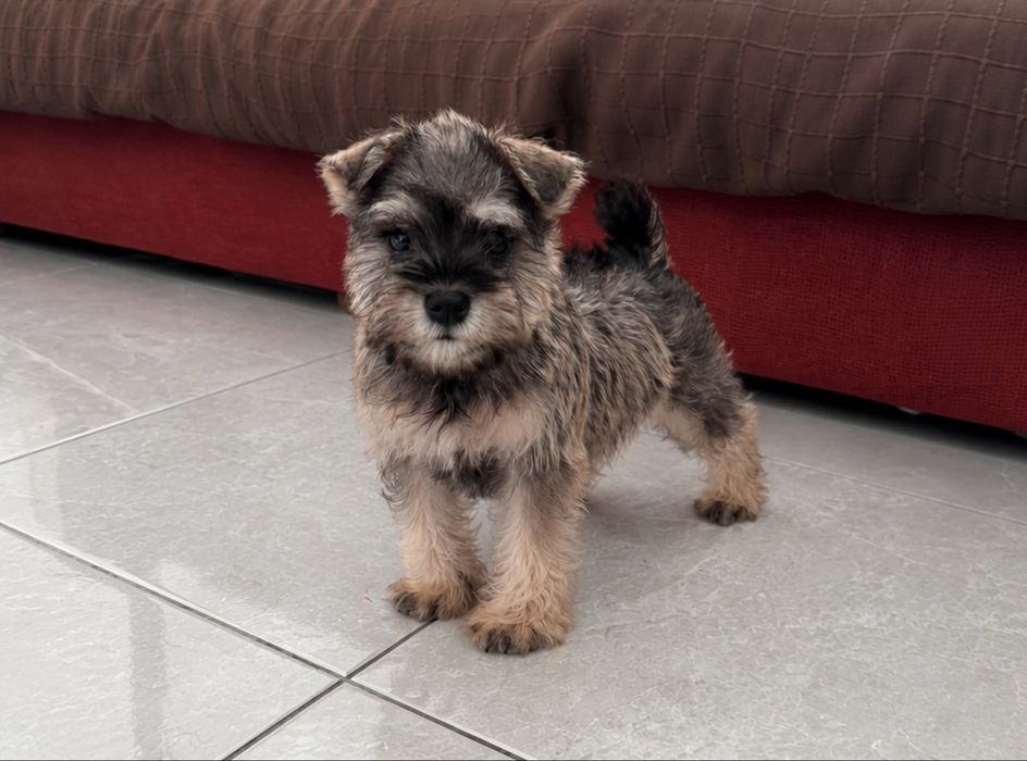 Schnauzer miniatura