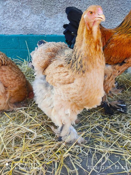 Продам кури Брама Палева, сім'я півня