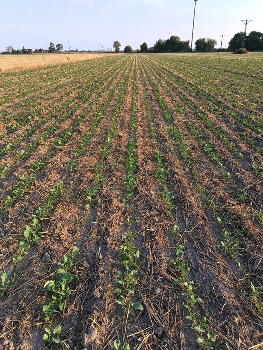 Siew Rzepaku strip-till