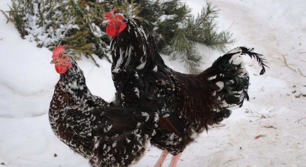 Кури лівенська ситцева