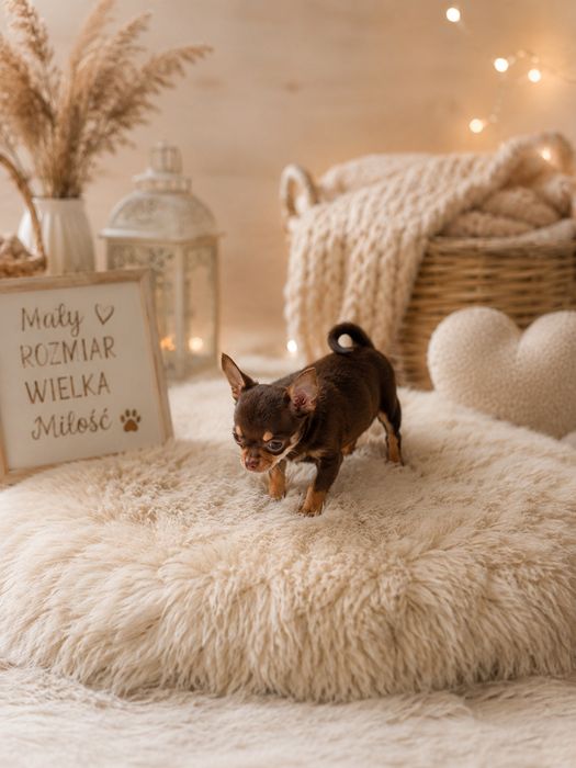 Chihuahua chłopiec xS