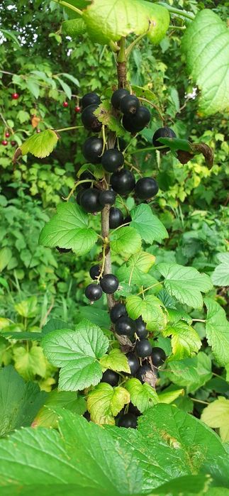 Продам саджанці сортової чорної смородини з великими ароматними ягодам