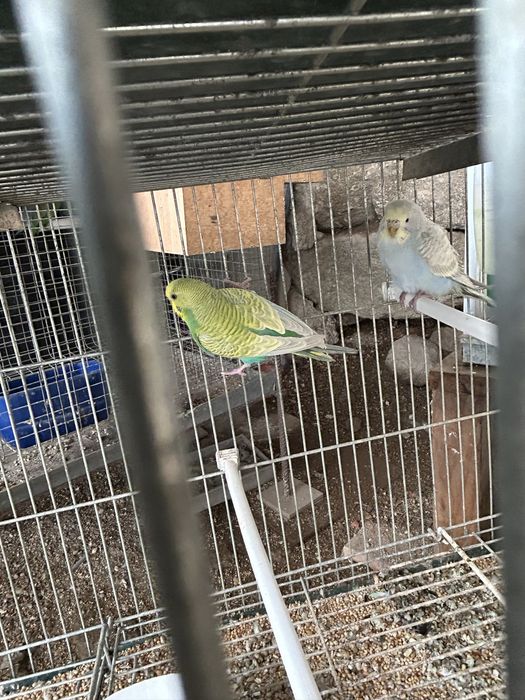 Vendo casal de piriquitos arco iris novos