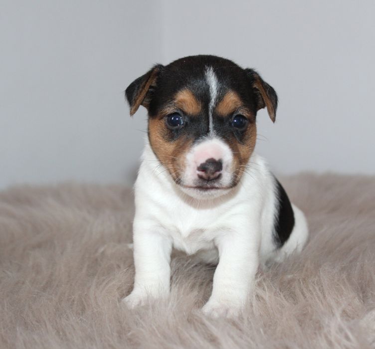 Клубні цуценчта джек рассел терьери.КСУ