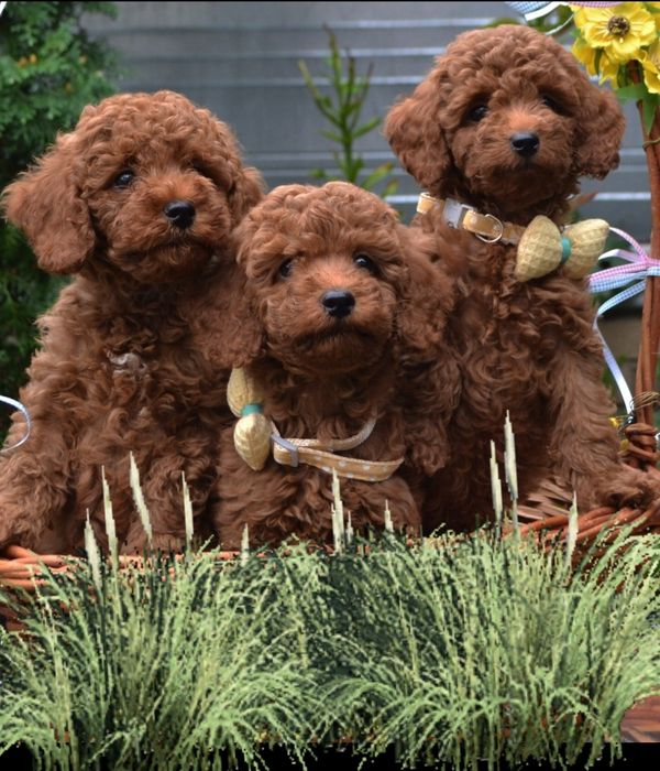 Вибір хлопців той пудель