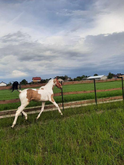 Wielkopolski ogier srokaty