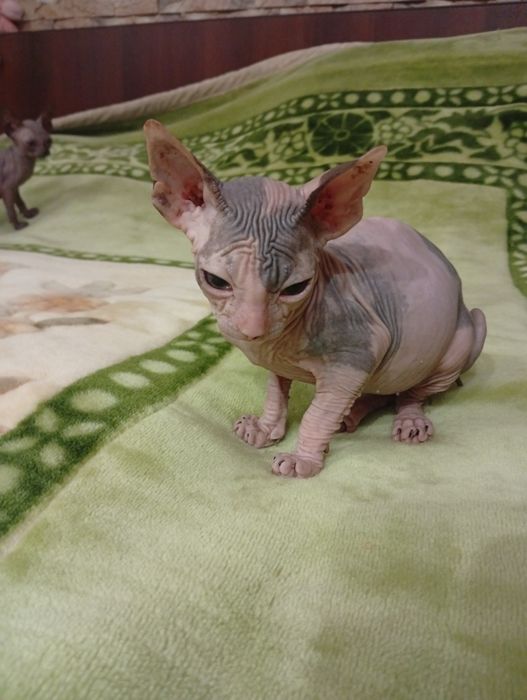 Канадский сфинкс