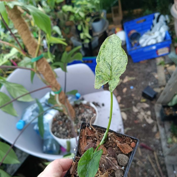 syngonum  mojito