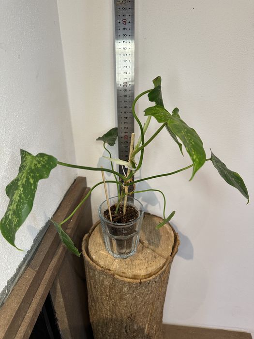 Філодендрон  Philodendron  Lime Fiddle