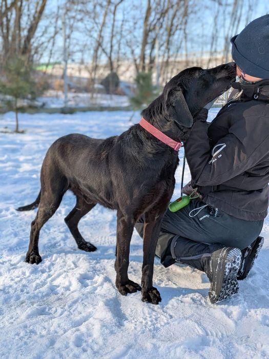 Wyjątkowy psiak Fryc w typie labradora szuka domu!