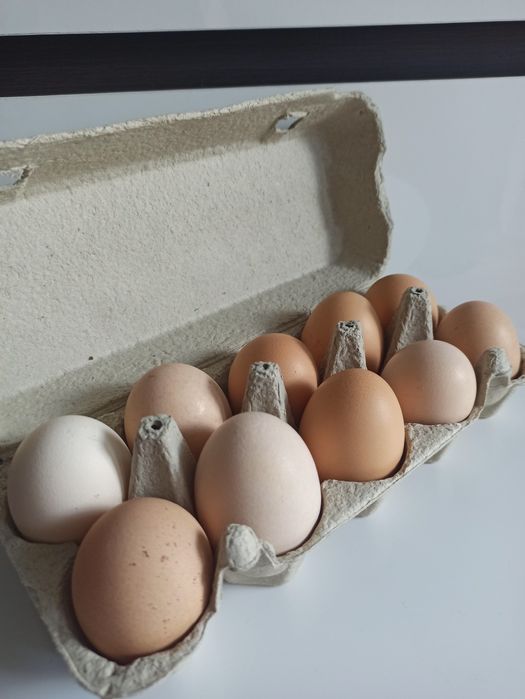 Jajka wiejskie sprzedam
