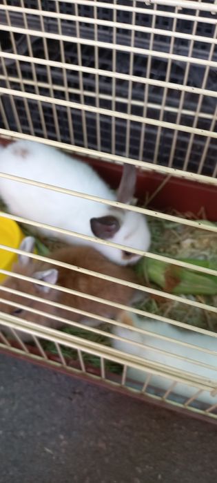 Кролики карликовые