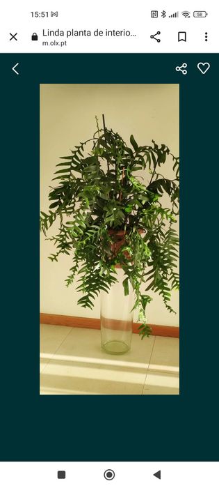 Epiphyllium de flor grande