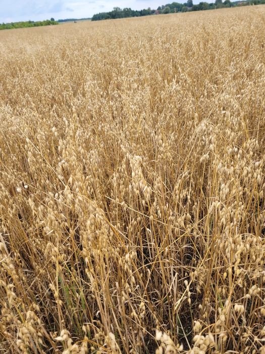 Sprzedam jęczmień, pszenżyto, pszenicę