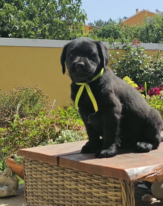 Labrador retriever  preto