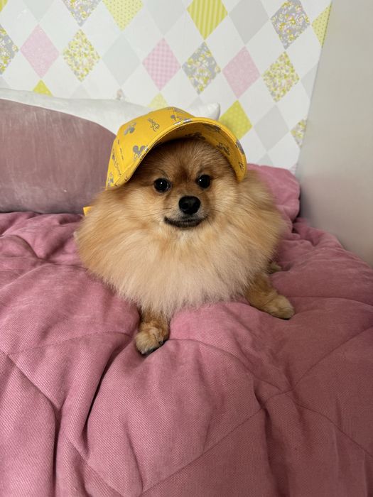 Жених ищет невесту