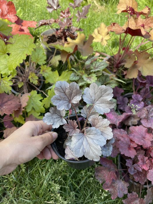 Продам гейхери