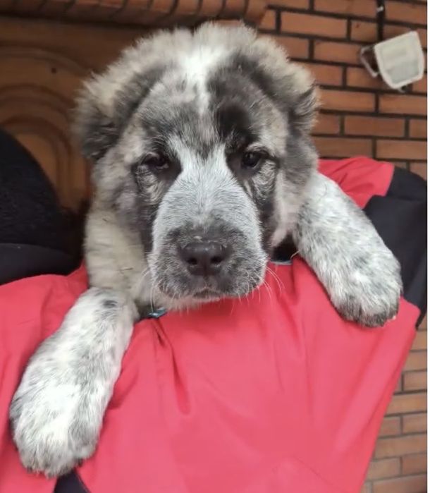 Кобель в тигровом окрасе.