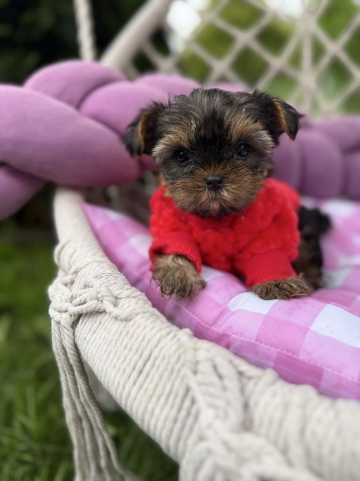 Шикарні супер мініки йорки