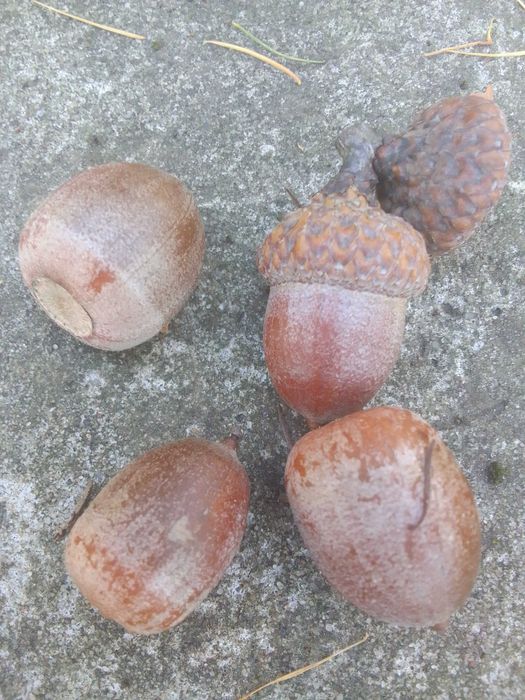 Żołędzie dębu czerwonego tegoroczne