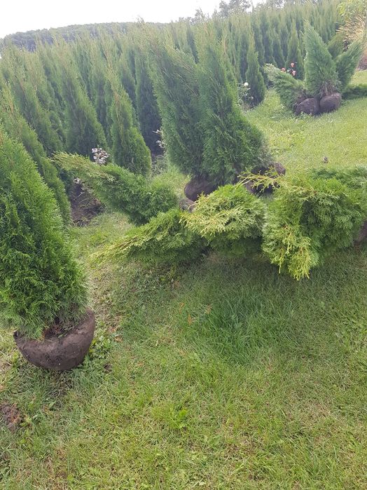 Туї Смарагд! Акція від 1 м до 180 м