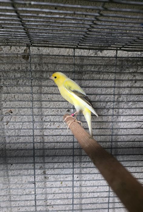 Canário macho  ceder