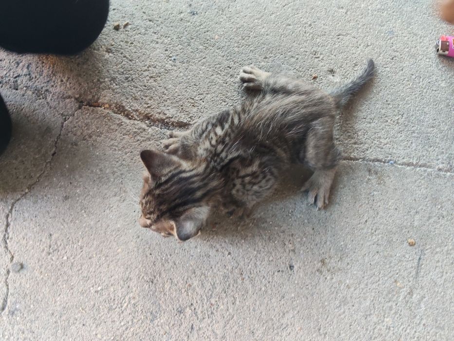 Gatinhos bebés para dar