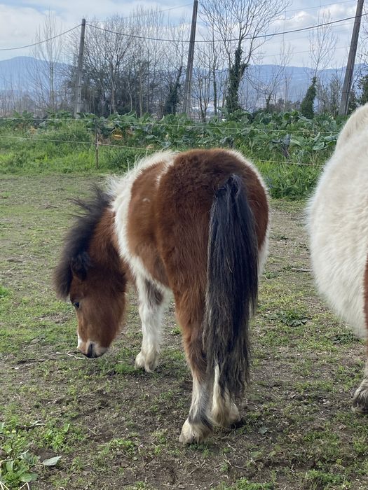 Ponei olho azul ( macho)
