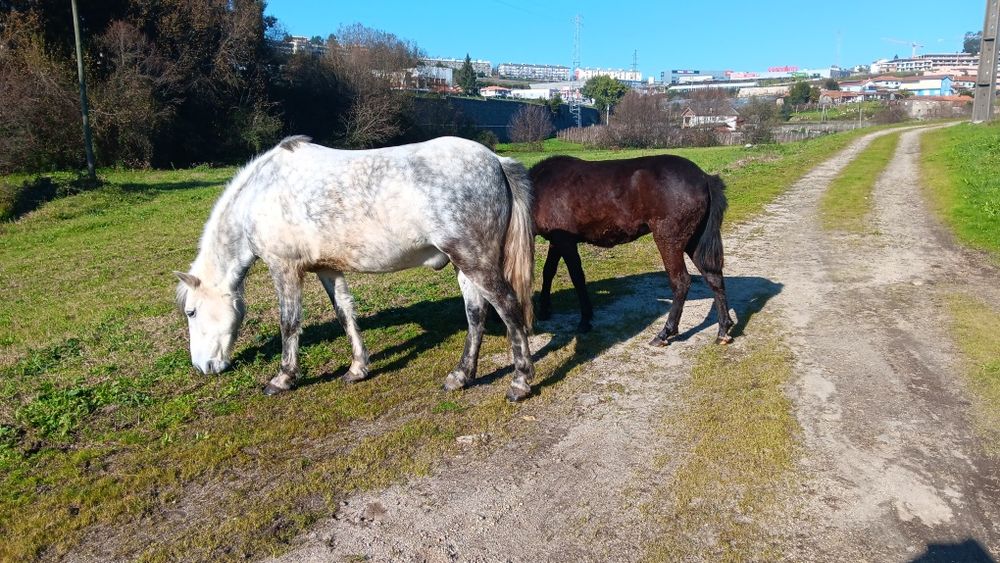Poldra garrana  muito bem estimada
