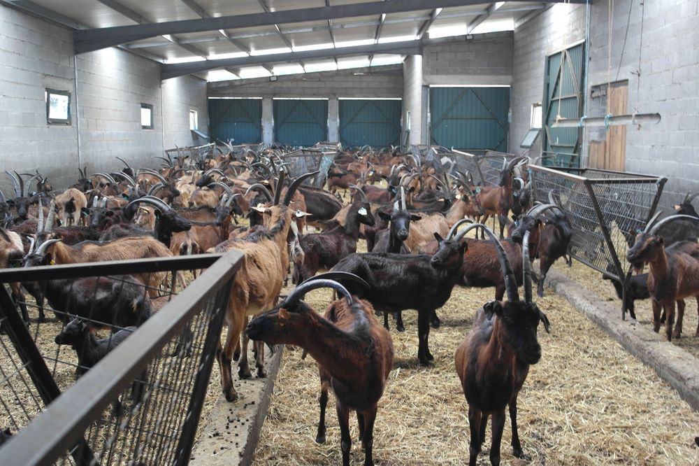 Vendo 60 cabras bravias