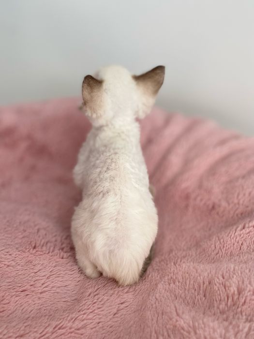 Noa Calvados*PL przekochany chłopczyk Devon Rex błękitne  oczy, filmiki