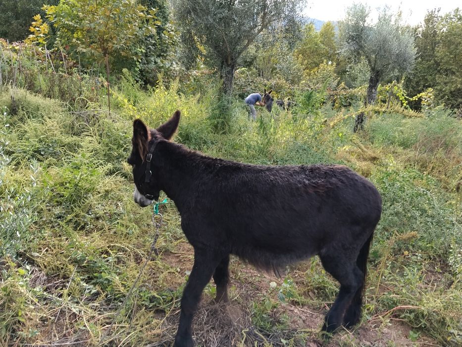 Vendo burro muito docil
