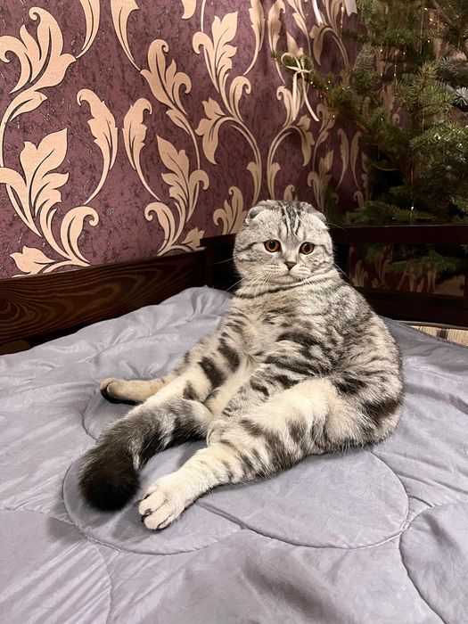 Вязка шотландский вислоухий