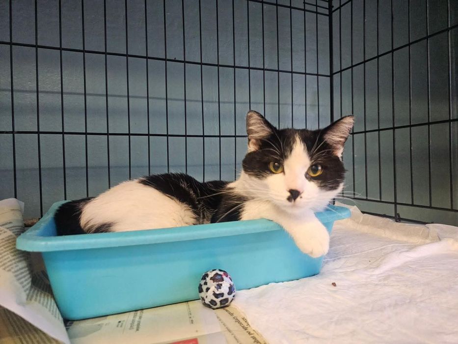 Słodki Oreo potrzebuje  swojego miejsca