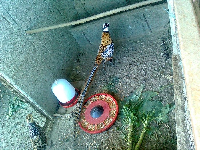 Faisões  2025 muito bonitos