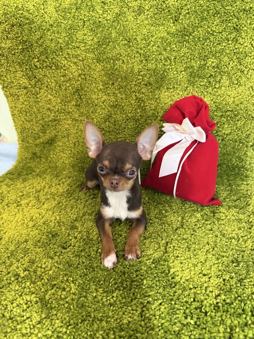 Міні хлопчик чихуахуа