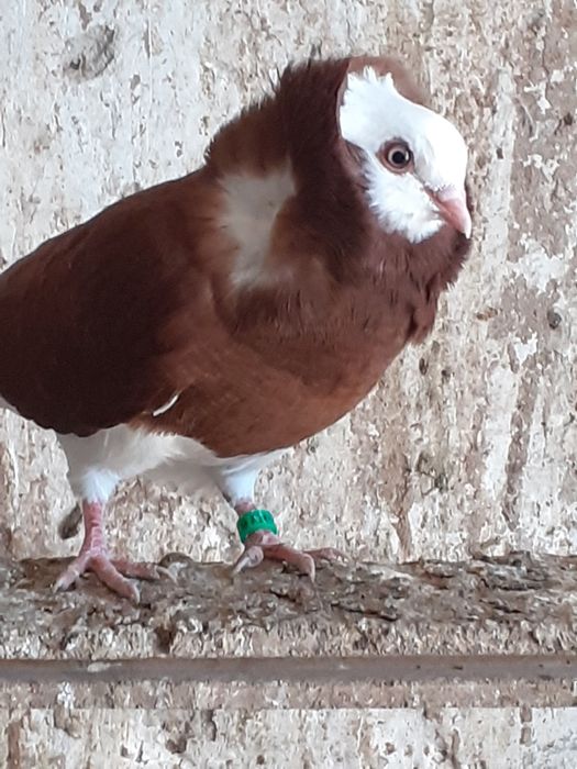 Gołębie rasowe kapucyn