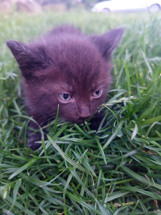 Małe kotki do adopcji