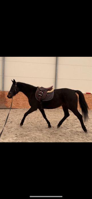 Klacz 5 lat po Coriano’s Ass