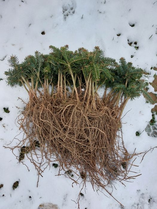 Jodła kaukaska, świerk serbski